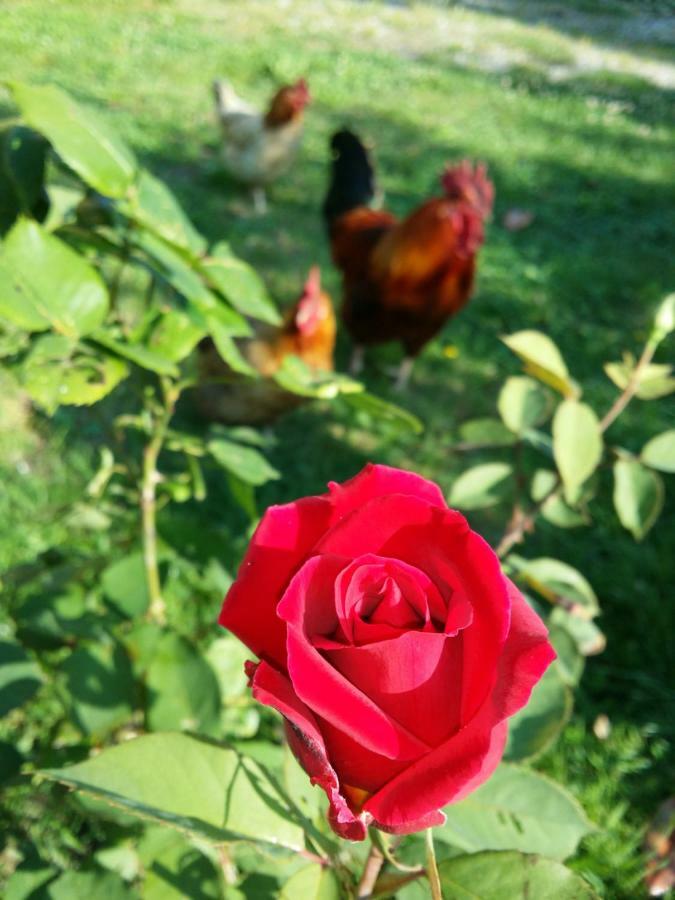 R&b Albero Cavo Bed & Breakfast