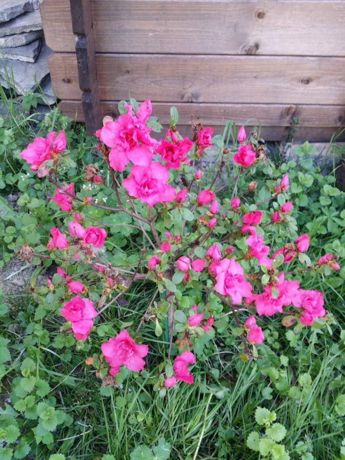 R&b Albero Cavo Bed & Breakfast